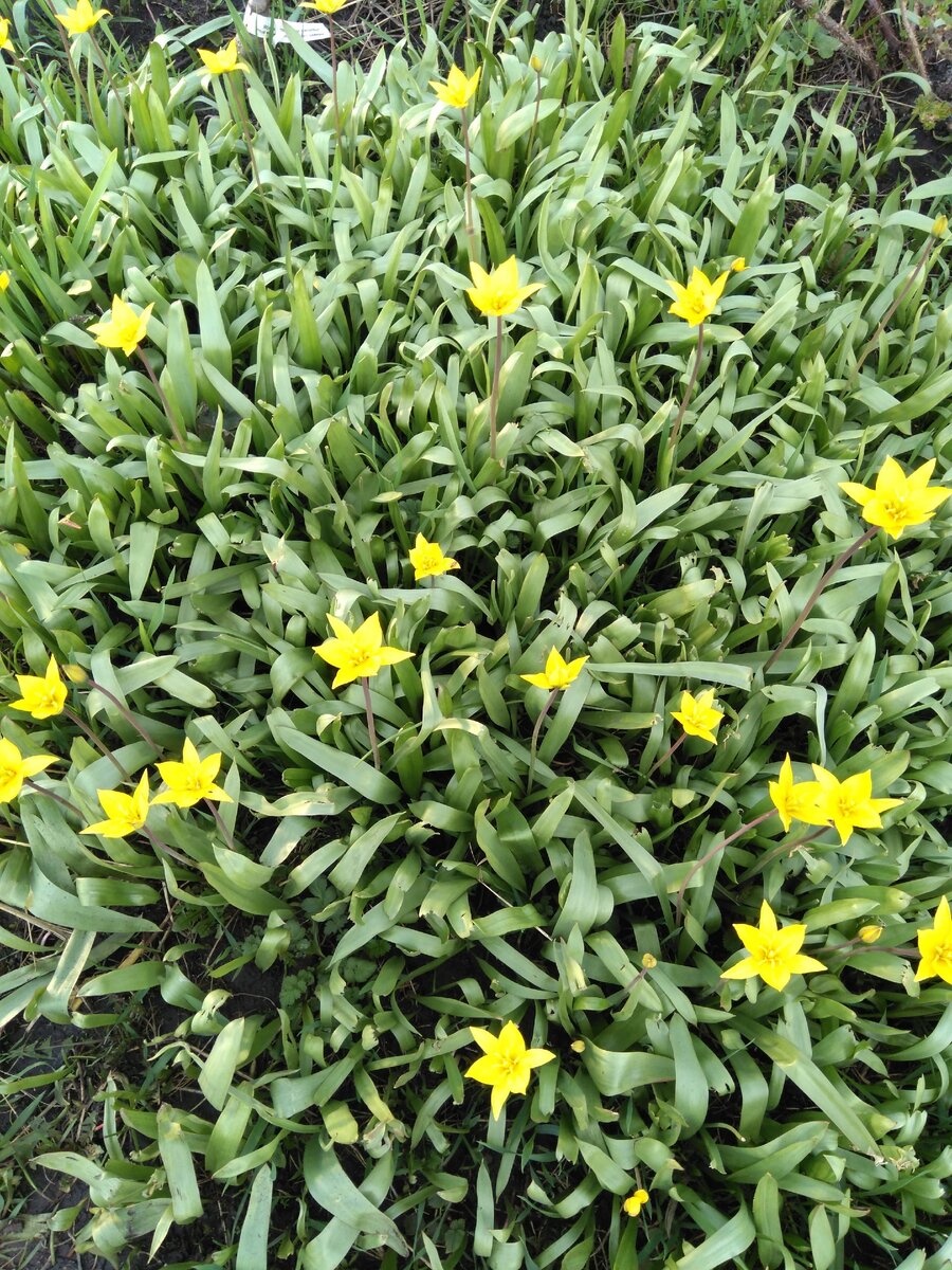 "Дикая" полянка