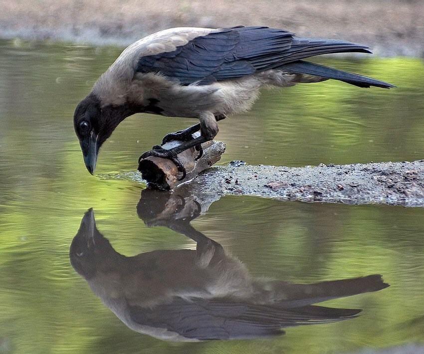 Ворон ворует. Ворон ест. Синий ворон. Ворона краткое описание. Тасманийский ворон.