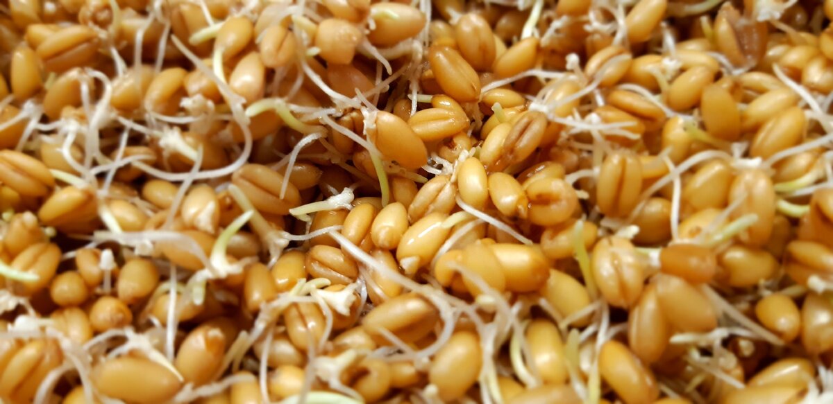 Пророщенные зерна пшеницы - это один из бесчисленных символов неисчерпаемости жизни.