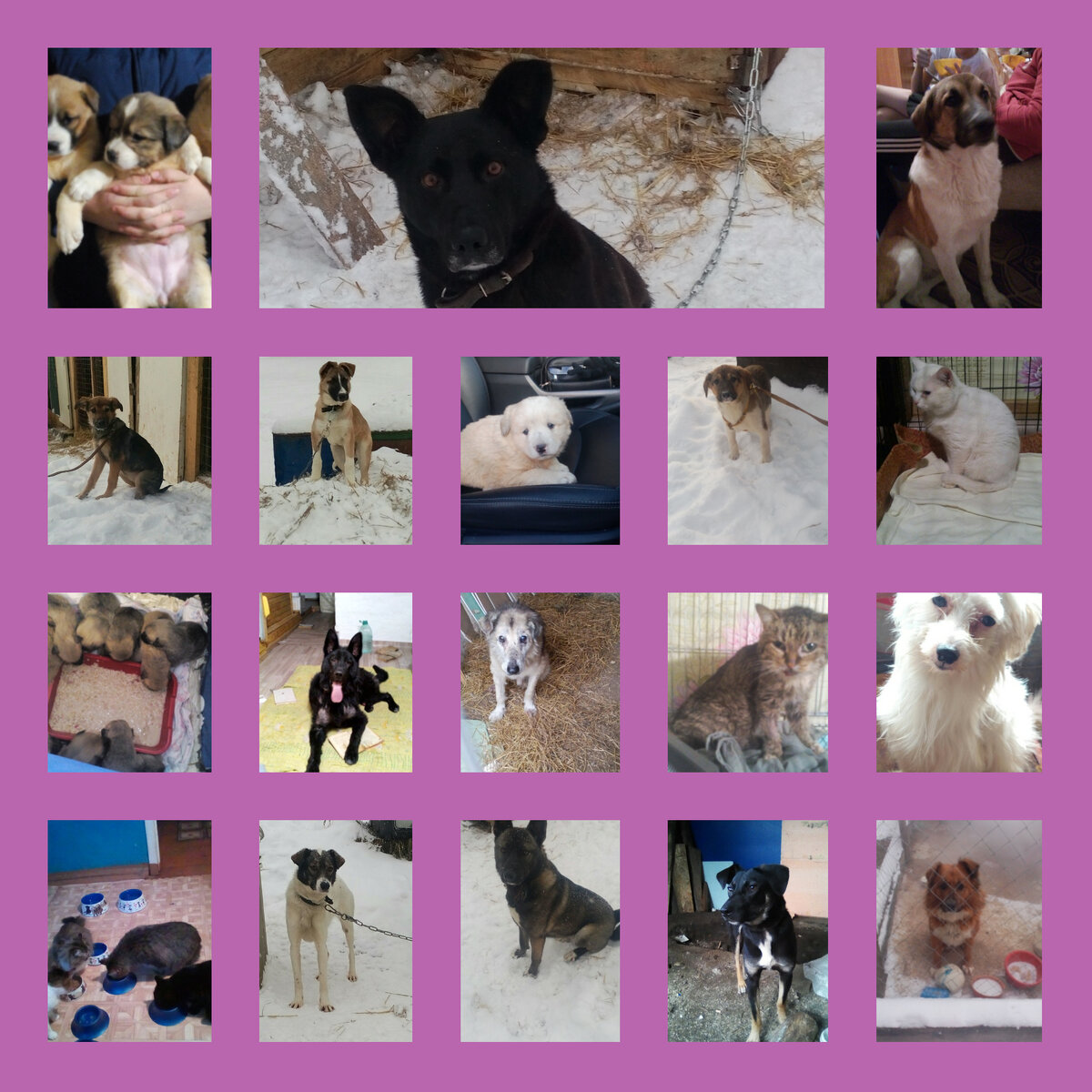 Небольшая часть наших подопечных хвостиков