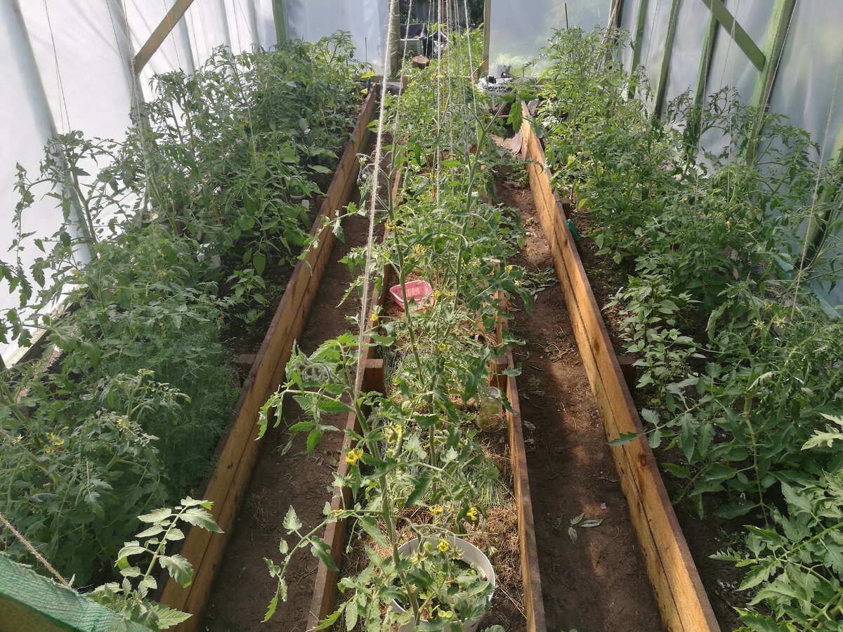 Помидоры растут у меня в пленочной теплице. Латвия.