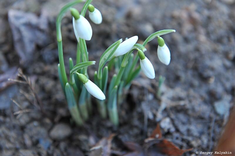 Подснежник