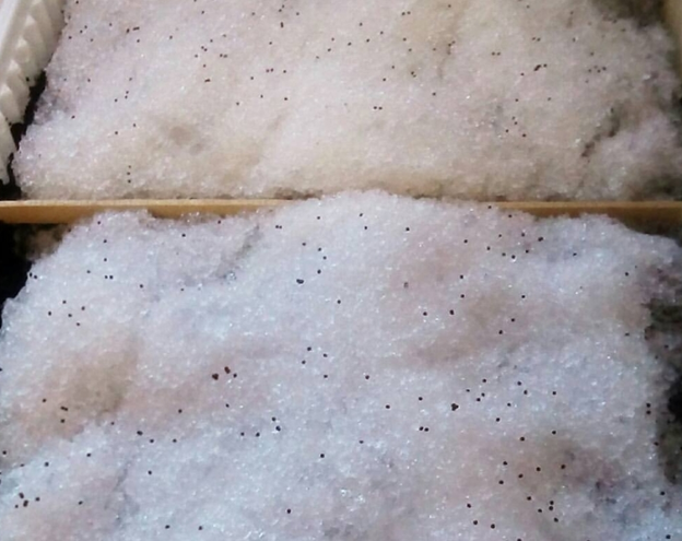 Контейнер с грунтом, снегом и семена петунии