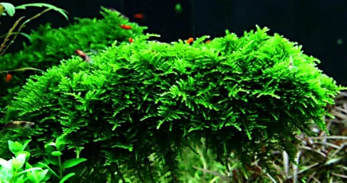 Яванский мох