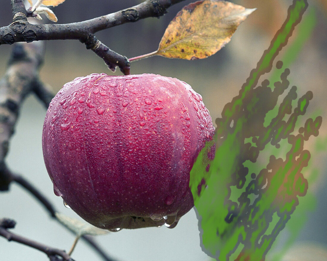 1. Image by Mircea Ploscar from Pixabay 