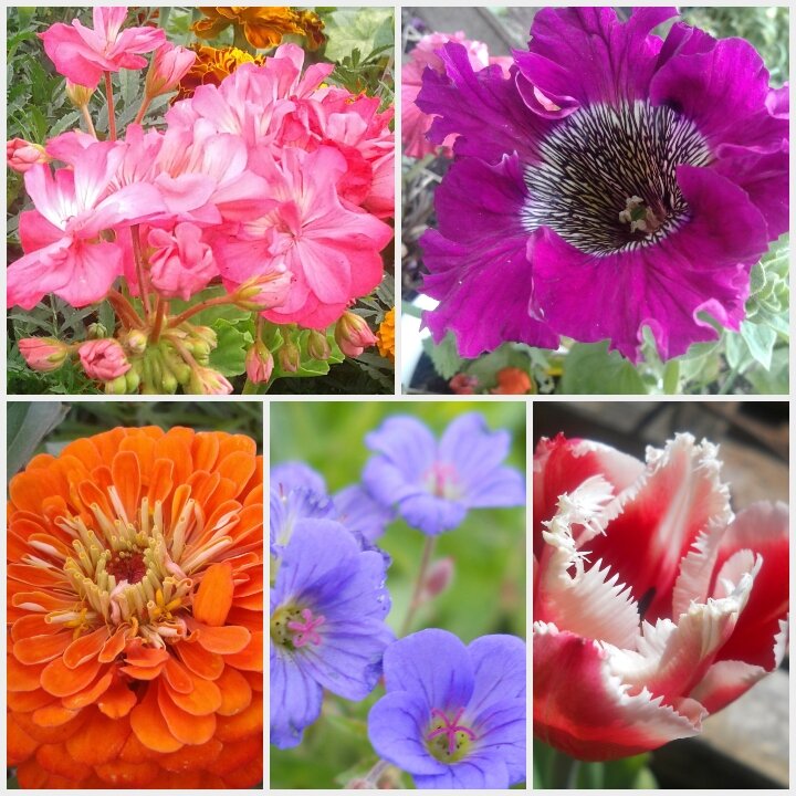 Прошлогодние цветы: пеларгония, петуния, циния, герань садовая, тюльпан 