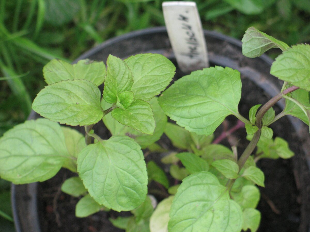 Мята цитрусовая. Мята Гранада апельсиновая. Мята перечная 'Chocolate' / Mentha piperita 'Chocolate'. Мята яблочная семена.