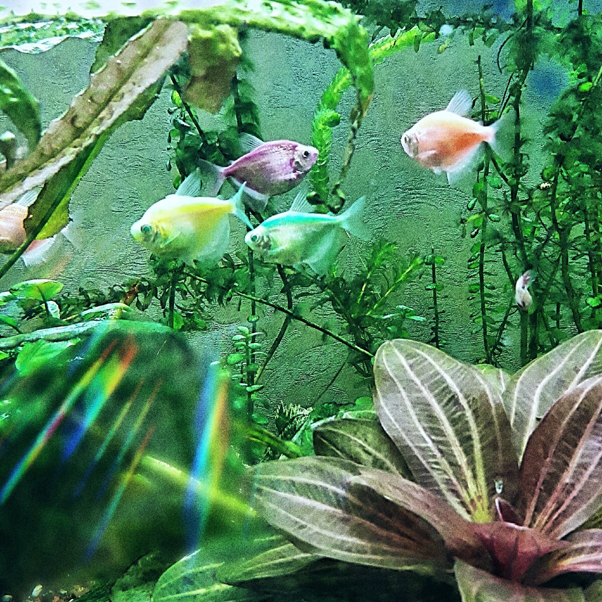 Любимые цветы рыб. Растения по знаку зодиака. Любимые цветы рыб. Красивые рыбы. Знак зодиака рыбы рисунок.