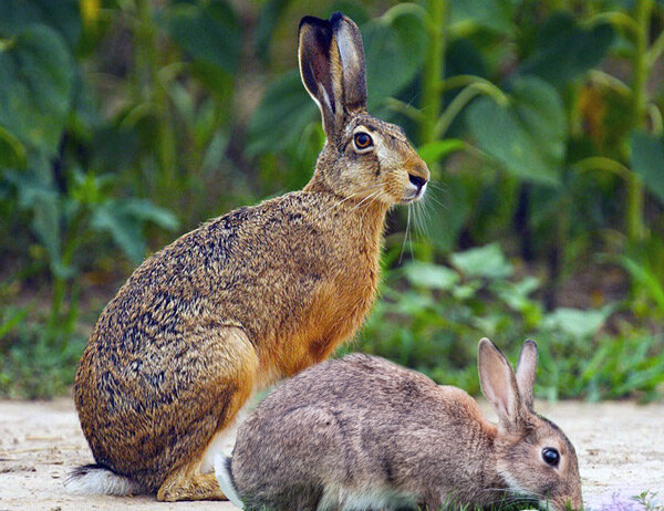 Зайцы-кролики
