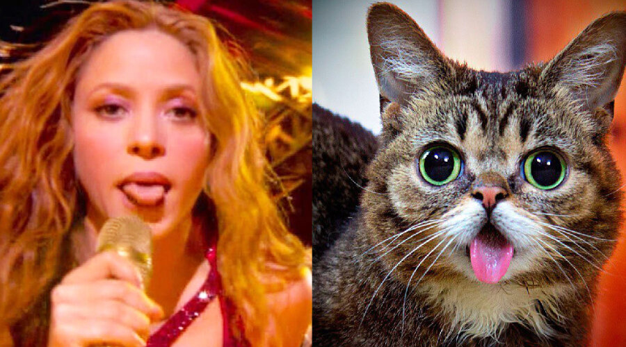 She-Wolf vs She-Cat: найдите 10 отличий