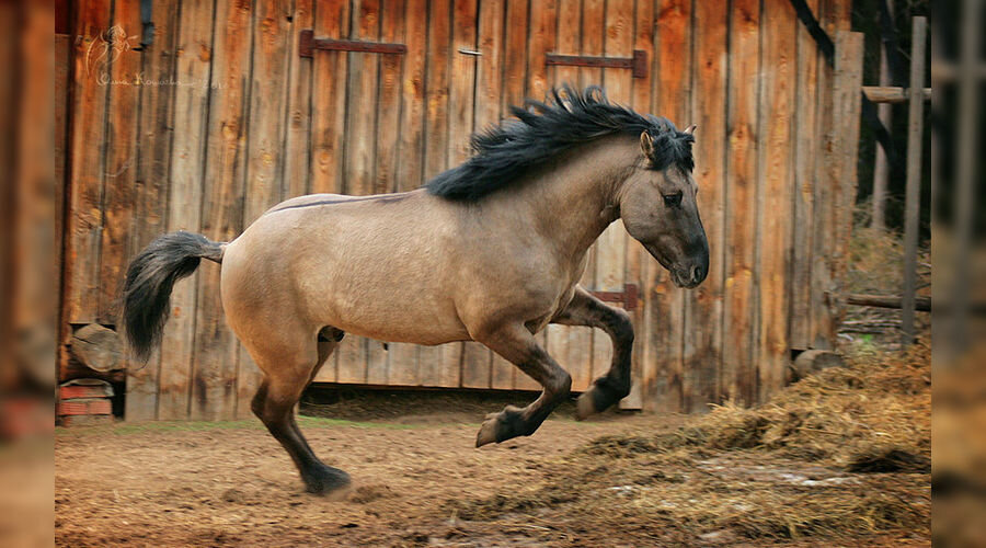 Башкирская порода лошадей