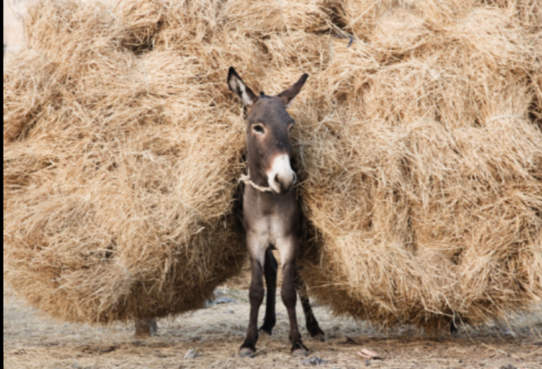 Осел может нести до 40 кг