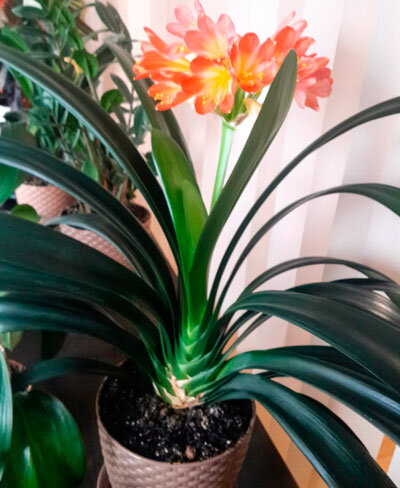 Цветущая кливия