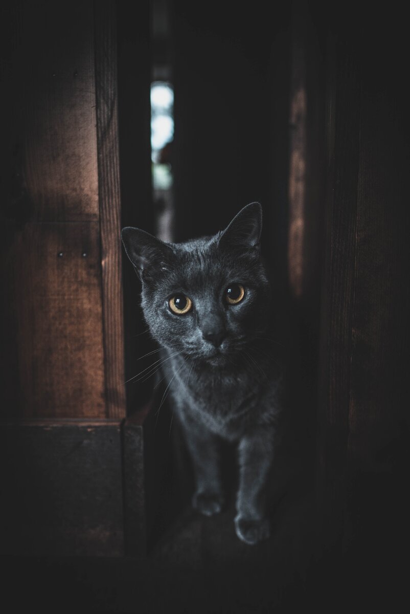 https://unsplash.com/t/animals  автор Элисон  Кристин