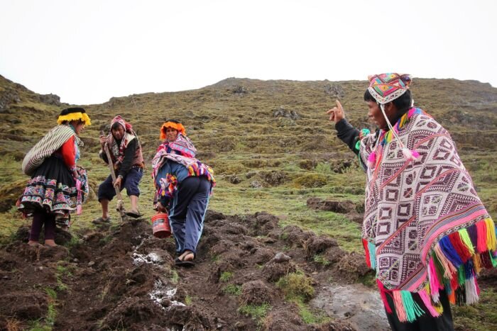 Посадка картофеля на прогреваемые гребни – традиционная технология в горных районах Перу («Parque de la Papa» - парк картофеля в Куско) Photo Caddie Brain