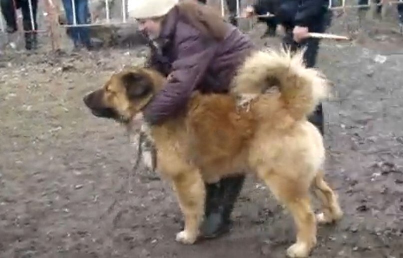 ТИ Волкодавов. КО - Зидан Ласковый Зверь