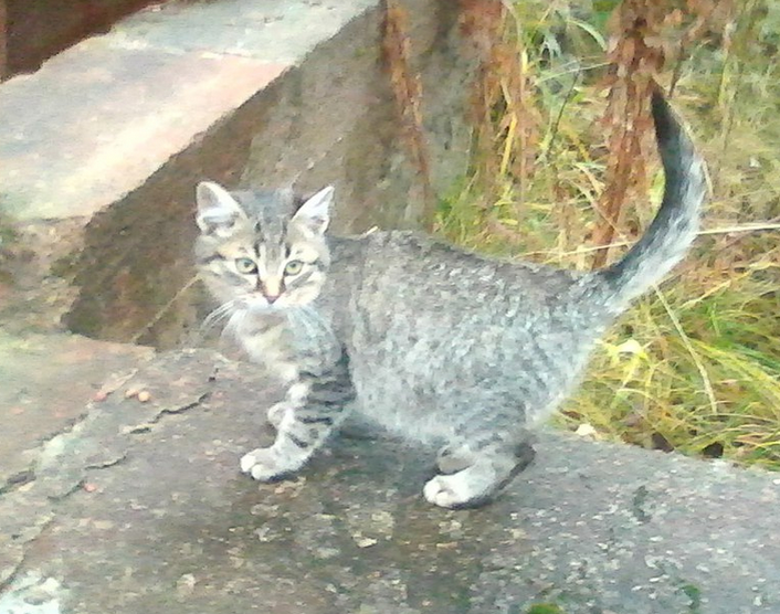 История этого котёнка в конце заметки.