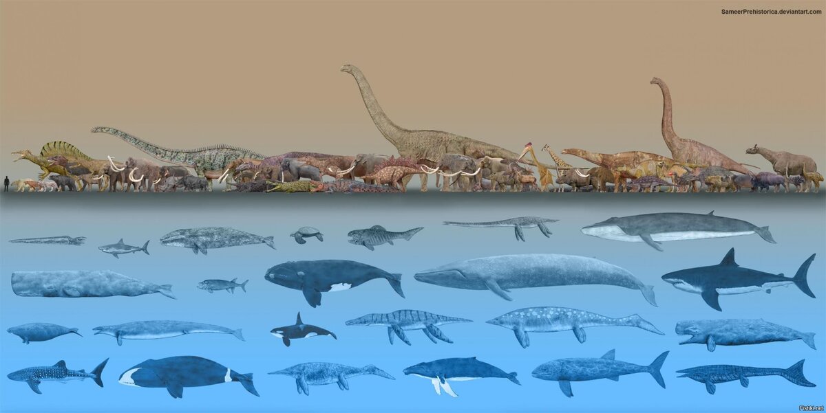 Сравнение размеров доисторических животных. Источник фото (здесь и далее): Яндекс.Картинки