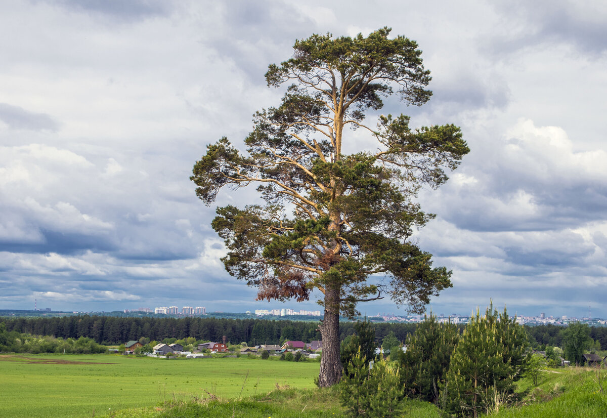 Сосна (Фото Ele-chudinovsk с сайта Wikipedia)