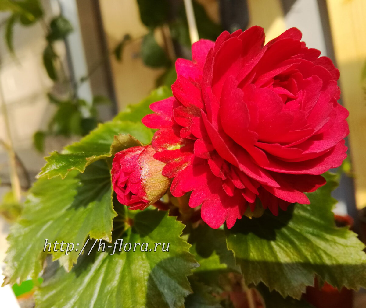 Begonia Elatior Grace (фото автора статьи)