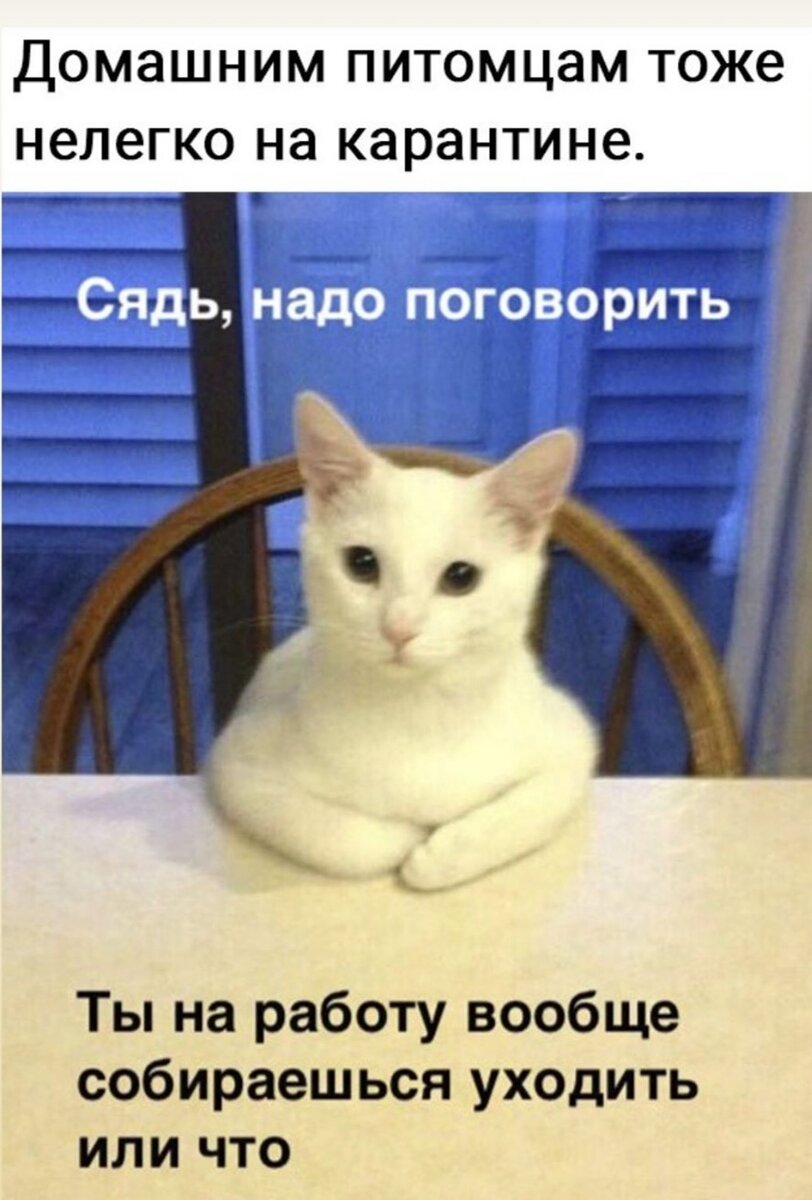 Мем с котом белым с руками Мемы про самоизоляцию на злобу дня 