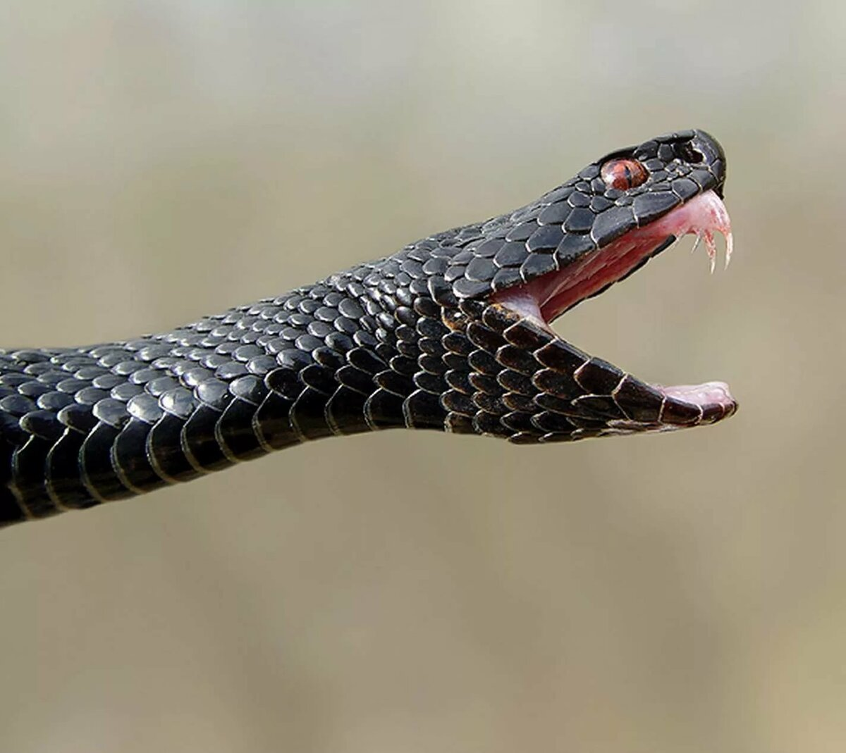 Зубы кобры. Гадюка Никольского (Vipera nikolskii). Змея гадюка ядовитая. Гадюка Динника. Гадюка обыкновенная черная.