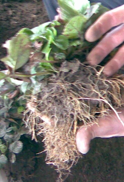 Такой куст клубники уже желательно разделить