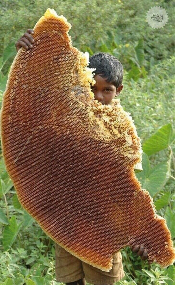 Невероятная находка! Пчелиная сота гигантских размеров была найдена в Южной Индии!