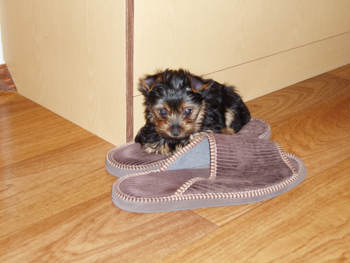 Соня первый день в нашем доме