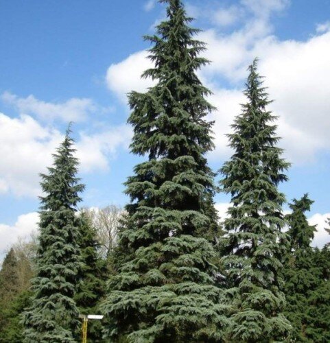 Взрослая Псевдотсуга Мензиса, фото загружено из интернета.