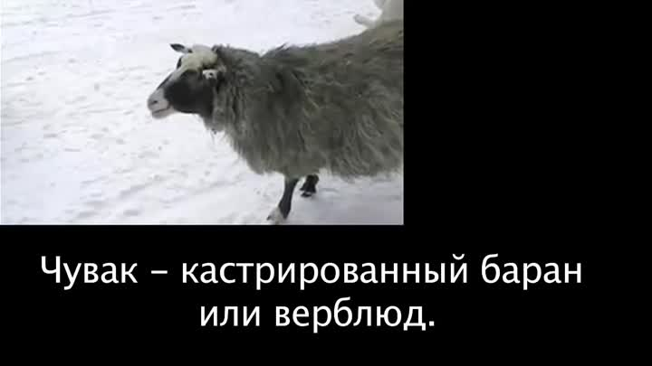 Кастрированный баран это. Кастрированный баран это. Кастрированный баран это. Шикса. Чувак кастрированный баран.
