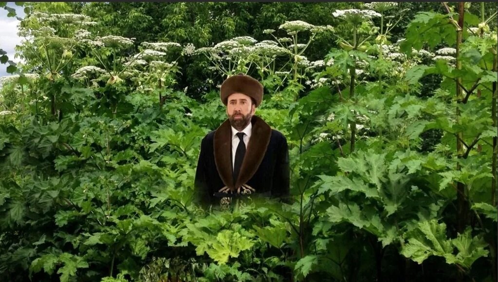 Источник: Yandex.ru  Борщевик