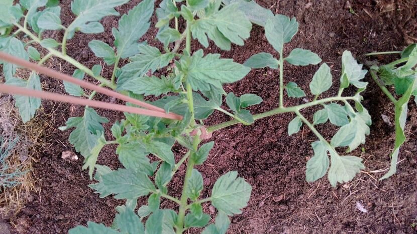 Помидоры на цепочке. Фото автора