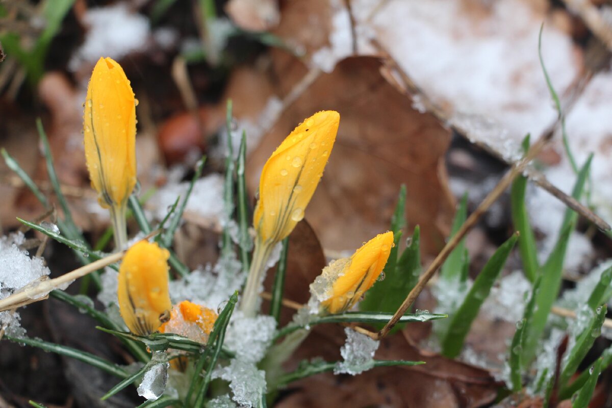 Крокусы цветут даже под снегом.