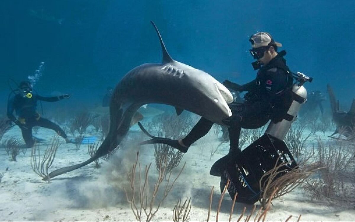 Опасное нападение. Акула. Тигровая акула. Подводные хищники. Опасные водные обитатели.