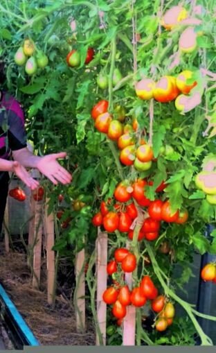 Мой самый первый урожай Красного трюфеля