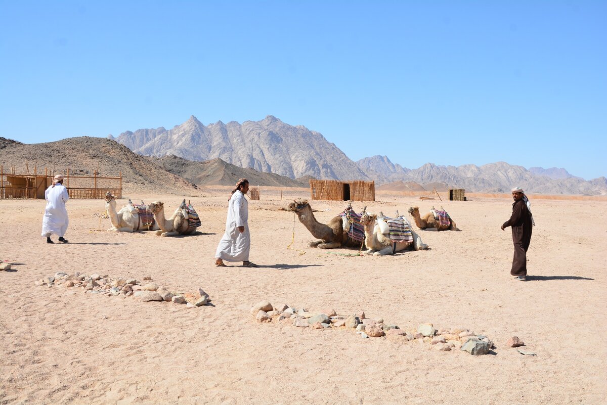 И даже не верблюды