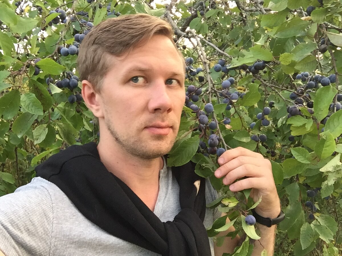 Прямо, как Адамв райских садах. Бесплатные сладкие сливы (галерея, можно листать)