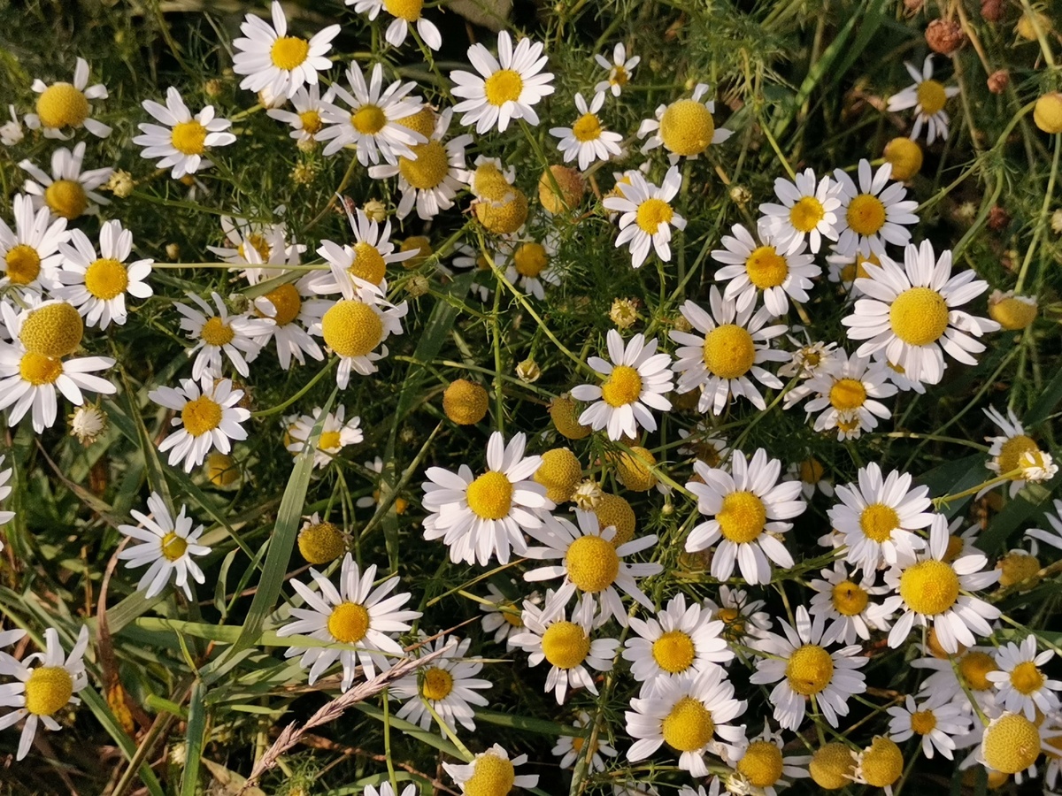 Просто Ромашки