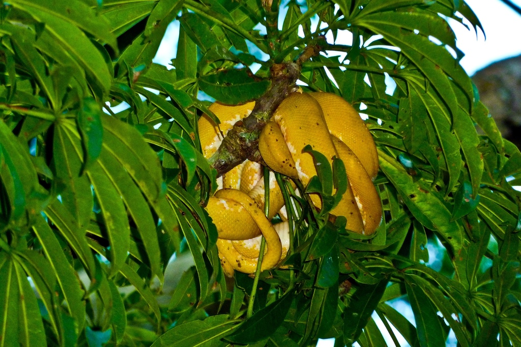 Странные у вас в Южной Америке бананы...