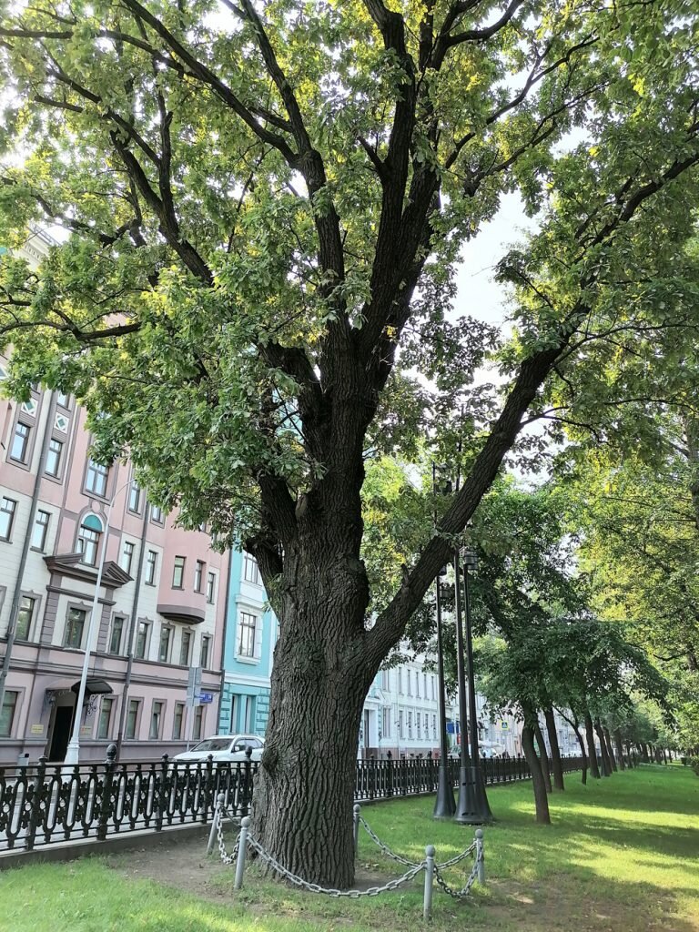 Где купить деревья в москве