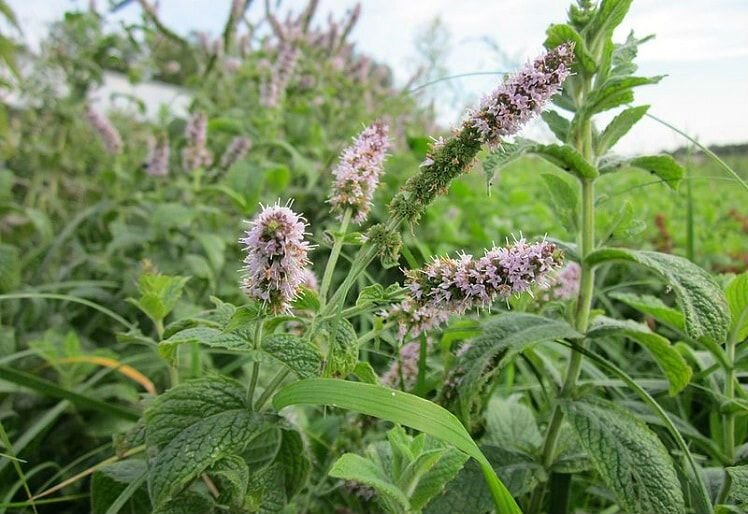 Цветение мяты перечной. Изображение взято из Интернета.