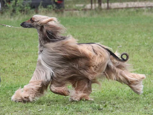 Афганская борзая