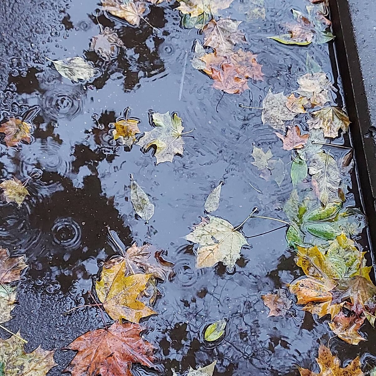 На улице дождь. Фото для заставки