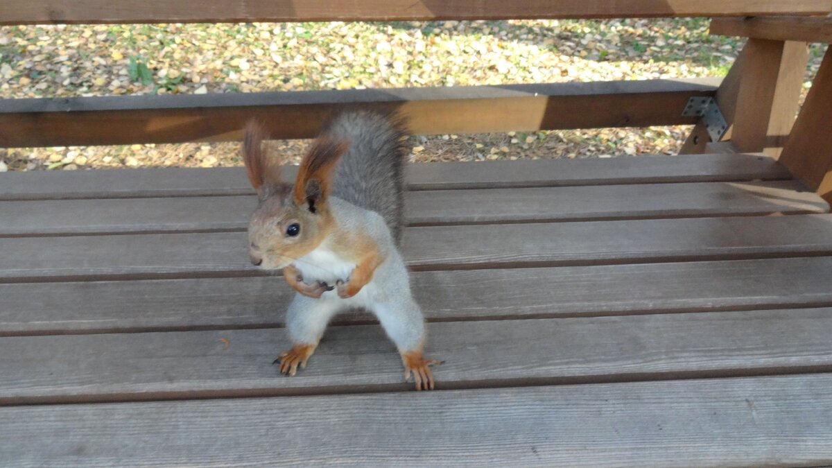 Энергия и сила