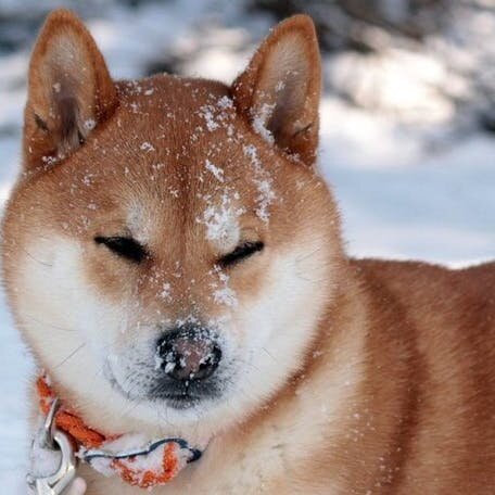 Акита-ину - это дорогое удовольствие. 