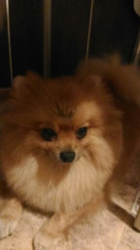 Моя любимая собака