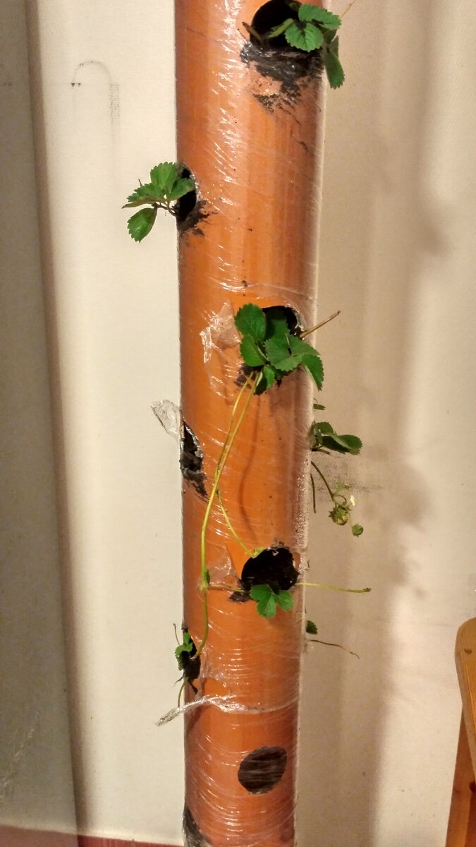 Это фотография уже после посадки клубнику, которую я брал у знакомых