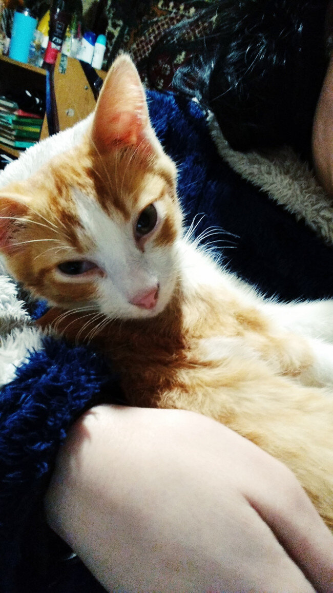 котенок здоров