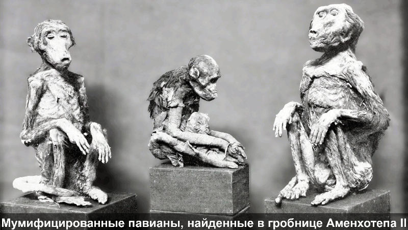Мумифицированные павианы, найденные в гробнице Аменхотепа II
